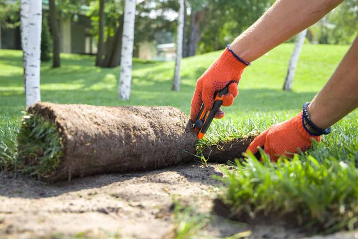 Sod Installation